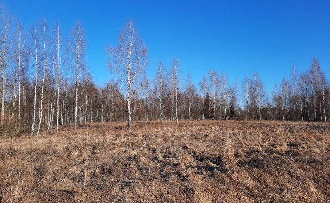 /nt-pasiulymai/sklypas-aktapolio-kaimemoletu-raj-salia-misko-